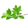 Tulsi :