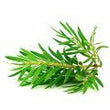 Tea Tree Oil :