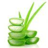 Aloe Vera :