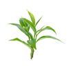 Tea Tree: