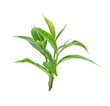 Tea Tree: