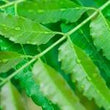Neem :