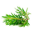 Tea Tree::