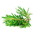 Tea Tree :