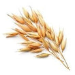 Black Oats Extract: