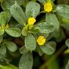 Common Purslane :