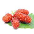 Mulberry Extract -