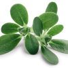 Portulaca Oleracea :