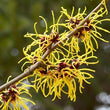 Witch Hazel :