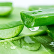 Aloe Vera :