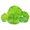 Gotu Kola: