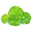 Gotu Kola Extract :