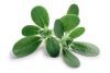 Common Purslane: