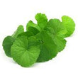 Gotu Kola :